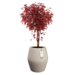 june split high 46cm balanced beige